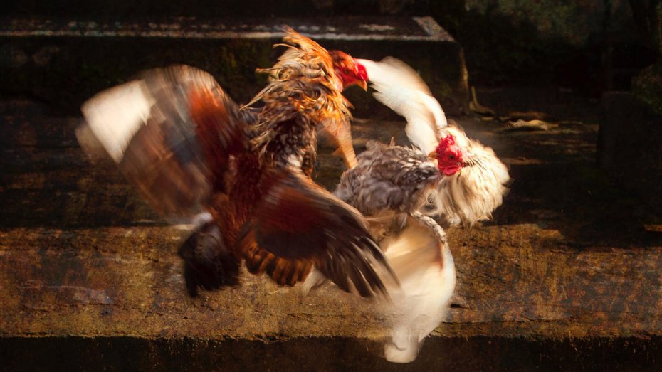 A Comparative Study of Breeds and Fighting Style Advantages